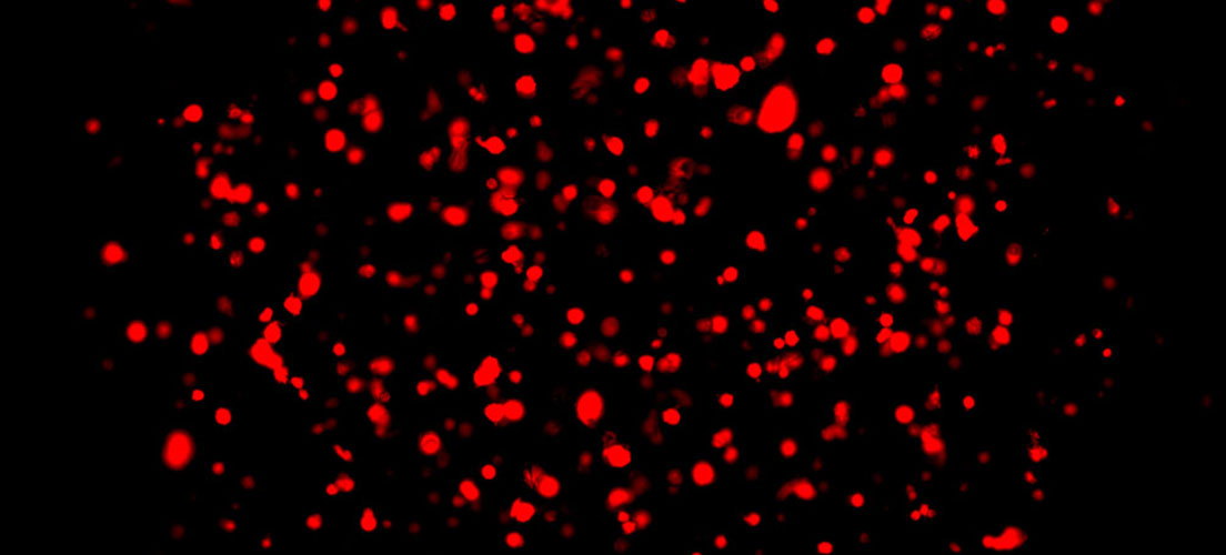 3D-Cell-Culture-of-cancer-cells.jpg